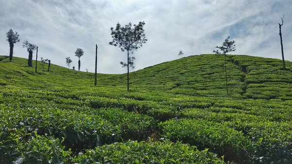 Comment organiser une visite des plantations de thé à Darjeeling en Inde?